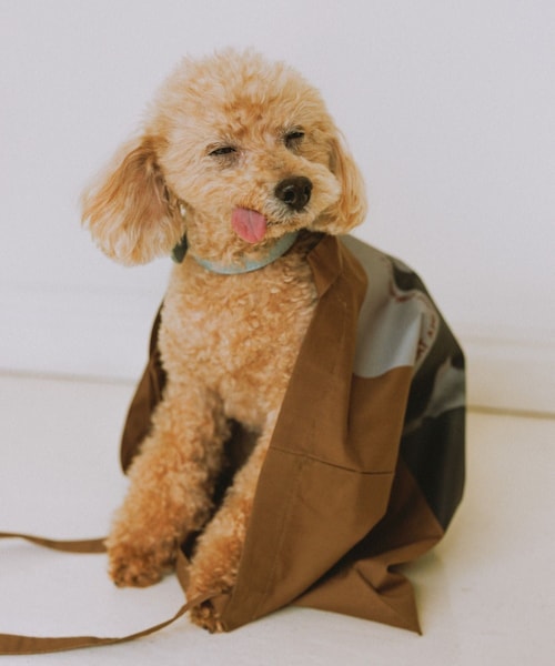 ROPE' PICNIC（ロペピクニック）の「【DOG MAGAZINE×ROPE' PICNIC】フォトトートバッグ（トートバッグ・レディース・ダークブラウン/ブルー/イエロー・F）」の7枚目の写真