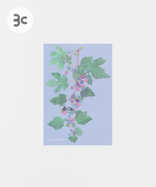 URBAN RESEARCH（アーバンリサーチ）の「はるかぜ染色工房　ポストカード（その他雑貨・メンズ・スズラン/野葡萄/カモミール/ミモザの花束/アネモネの花束/オリーブ/スミレ/ミモザグレー・-）」の4枚目の写真