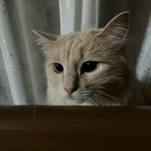 suzu