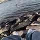 knownのアイコン