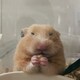 reiharuのアイコン