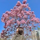 ゆとんのアイコン