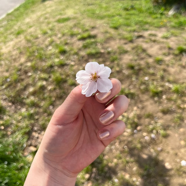 さとう