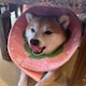 AsHのアイコン
