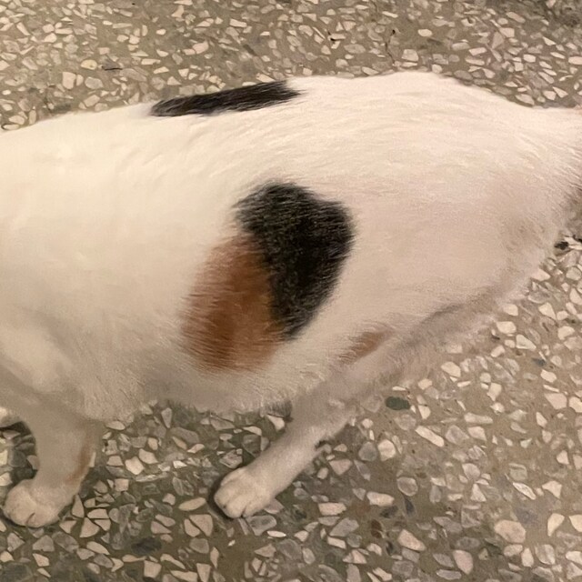 胡郁蝶