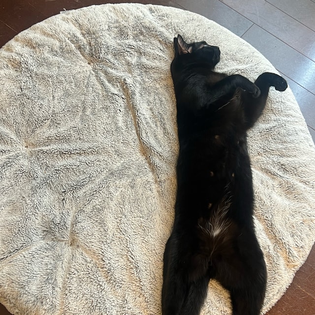 スタッフ
