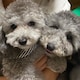 あやまるのアイコン