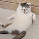 花水木貝子のアイコン