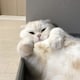 makoのアイコン