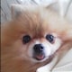 pomepomekurukuruのアイコン