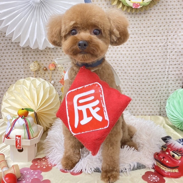 ワン🐶太郎 