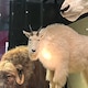 はっさく大福のアイコン