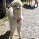 ところてんのアイコン