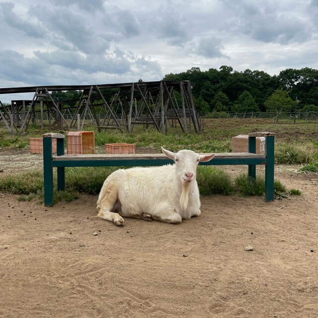 ぎょうざ