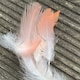 ri__mameshibaのアイコン