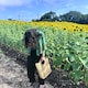 漁港のアイコン