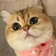 adazhkkeのアイコン