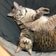 nyansanchocochanのアイコン