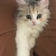 ふーがのアイコン
