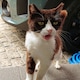 skinnycatのアイコン