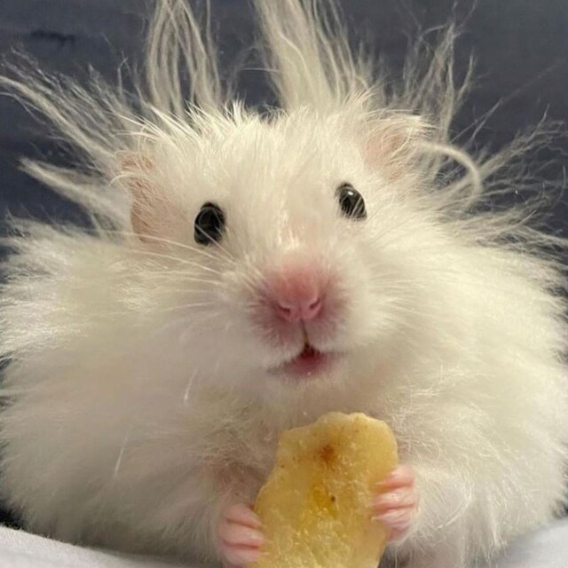 ( ꜆ o̴̶̷᷄ ˍo̴̶̷̥᷅)꜆