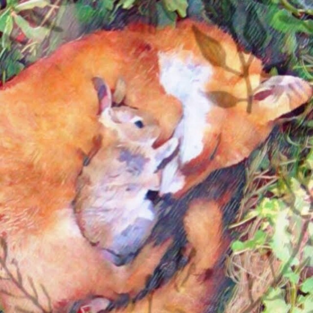 🦊🐰