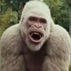 gorilla2422のアイコン