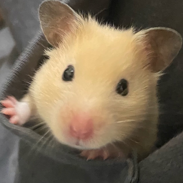 MIU