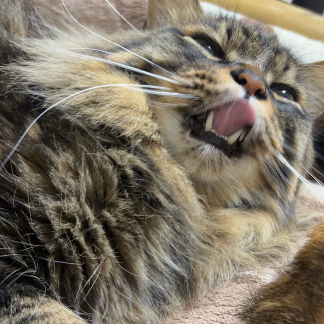しゃけ