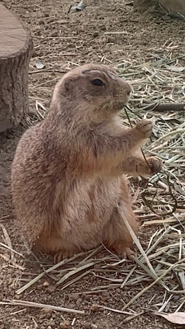 EVERLAST(スポーツ・ライフスタイル)のアイテムを使った自然を愛するファッション人間さんのファッション動画